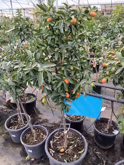 Kumquat (Fortunella margarita) - Imagen 3