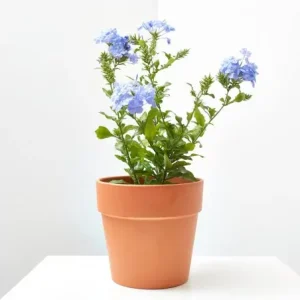 Plumbago azul (Plumbago auriculata)