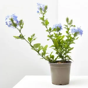 comprar jazmin azul envio a domicilio