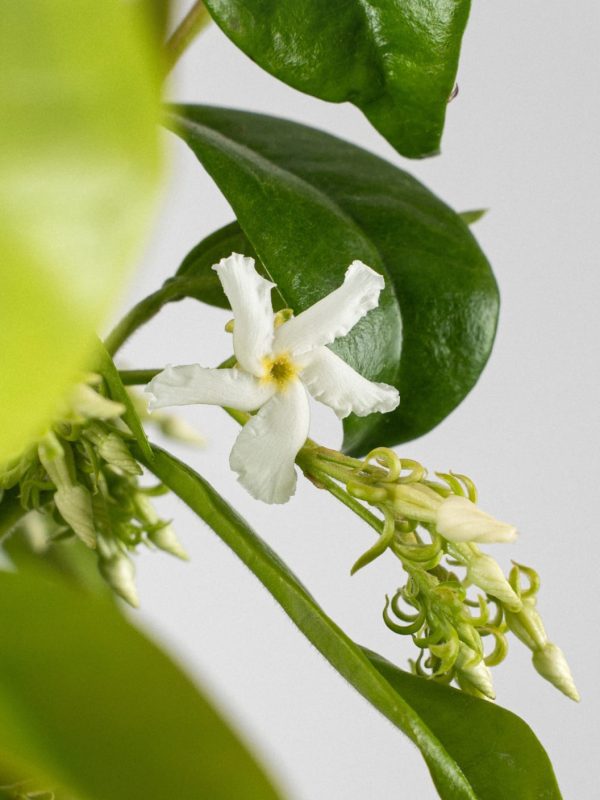 comprar jazmin estrellado barato Trachelospermum jasminoides (Jazmín estrellado) - Imagen 2