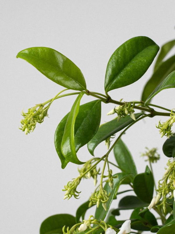 comprar jazmin estrellado online Trachelospermum jasminoides (Jazmín estrellado) - Imagen 3