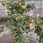 Kumquat (Fortunella margarita)