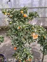 Kumquat (Fortunella margarita)