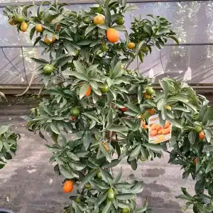 Kumquat (Fortunella margarita)