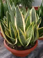 Lengua de Suegra (Sansevieria trifasciata)