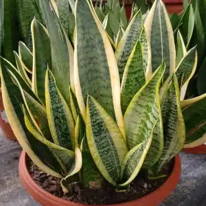 Lengua de Suegra (Sansevieria trifasciata)
