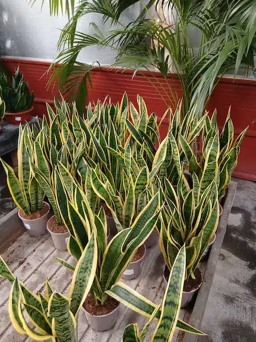 Lengua de Suegra (Sansevieria trifasciata) - Imagen 5
