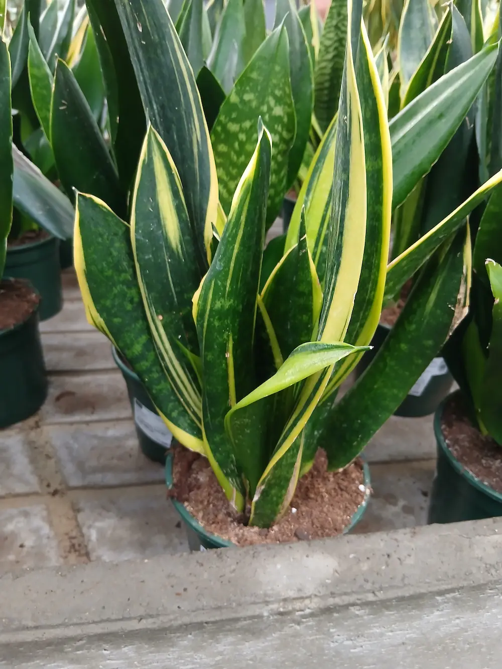 Lengua de Suegra (Sansevieria trifasciata) - Imagen 3