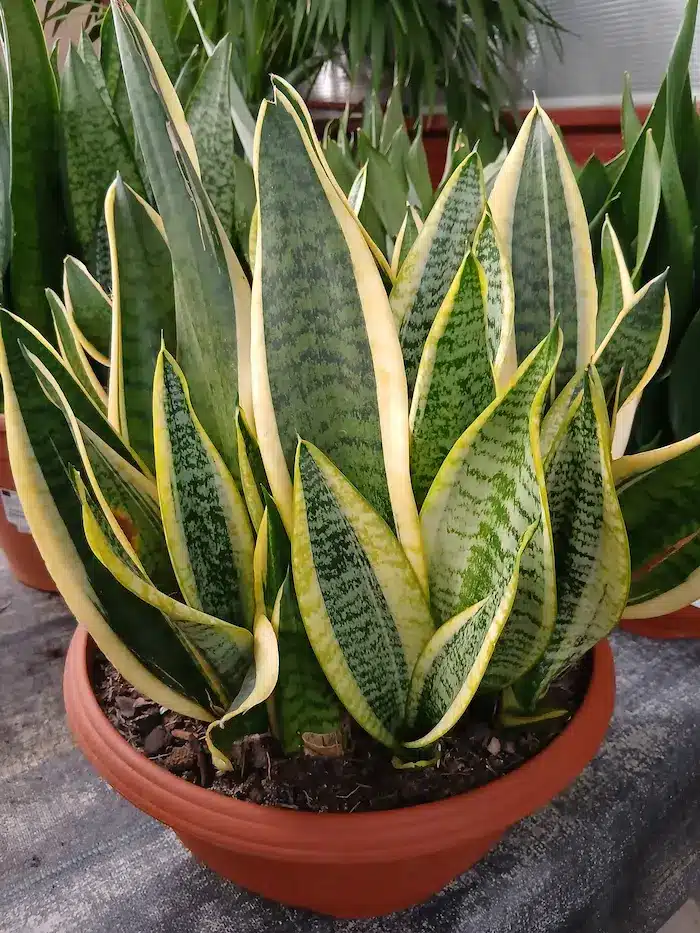Lengua de Suegra (Sansevieria trifasciata)