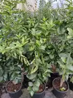 Lima persa (Citrus latifolia)