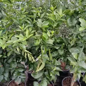 Lima persa (Citrus latifolia)