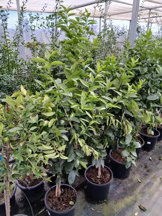 Lima persa (Citrus latifolia) - Imagen 2