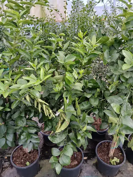 Lima persa (Citrus latifolia)