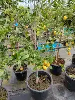 Limequat (Citrus × floridana)