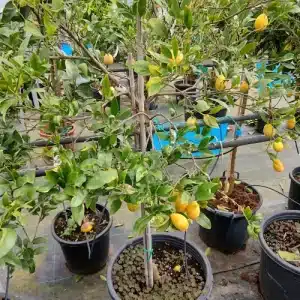 Limequat (Citrus × floridana)