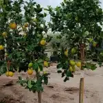 Limonero (Citrus limon)