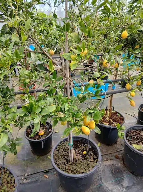 Limonero (Citrus limon) - Imagen 3