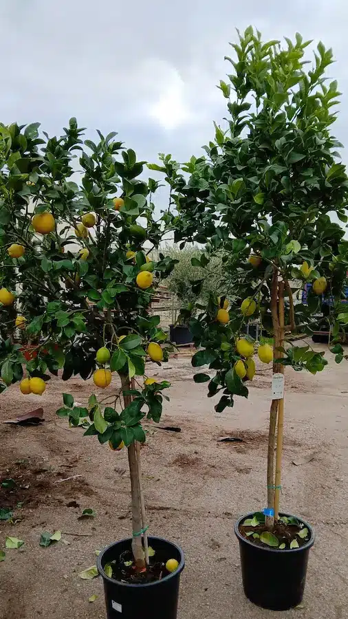 Limonero (Citrus limon)