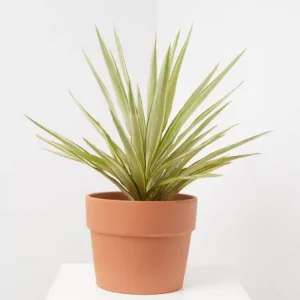 Yucca Jewel