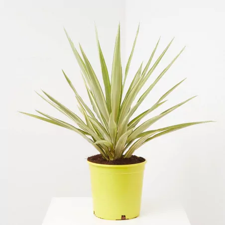 comprar palmera Yucca Jewel online Yucca Jewel - Imagen 3