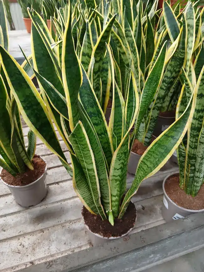 Lengua de Suegra (Sansevieria trifasciata) - Imagen 4