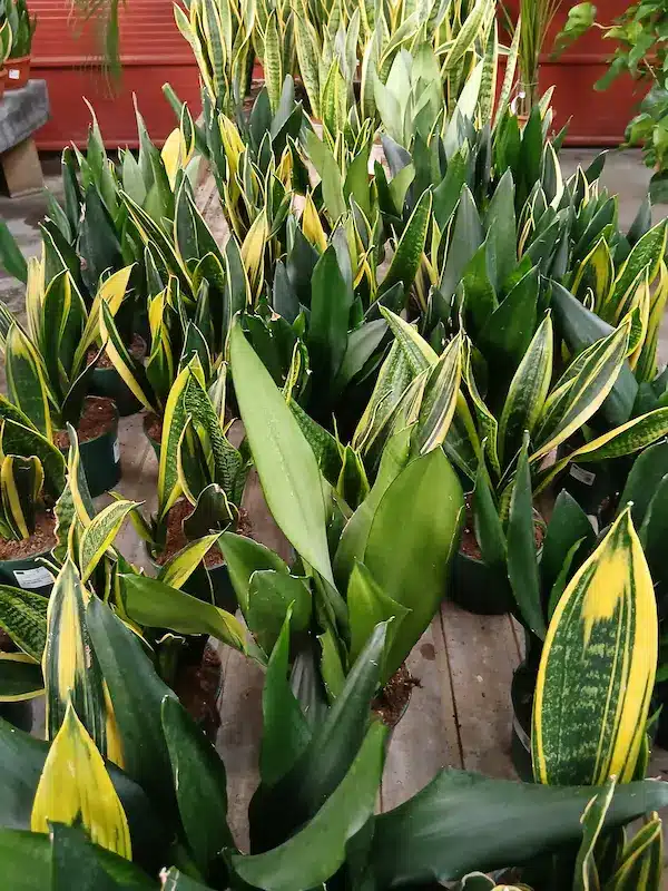 Lengua de Suegra (Sansevieria trifasciata) - Imagen 2