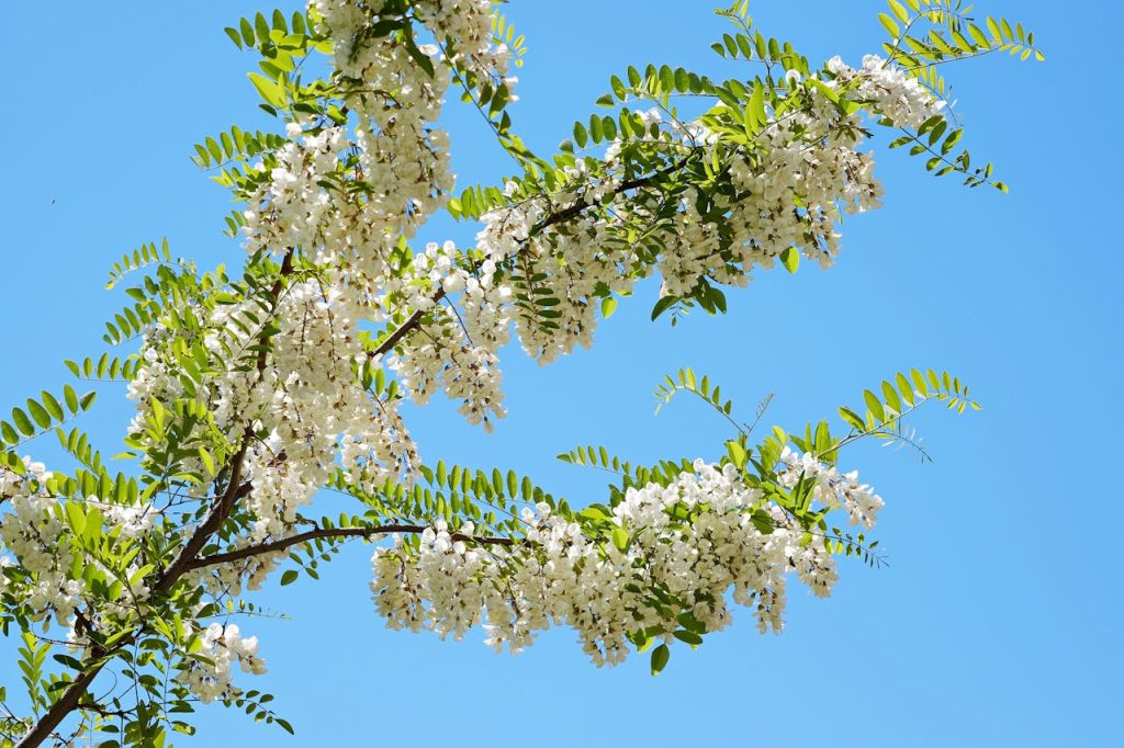 Falsa acacia