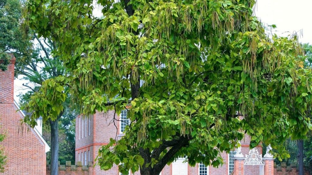 catalpa