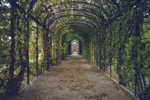 guía de cuidados para plantas trepadoras