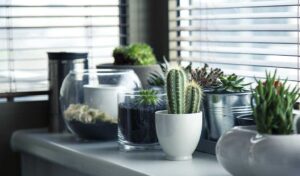 5 plantas de interior con poca luz