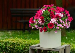 7 plantas de verano con flor para cualquier espacio