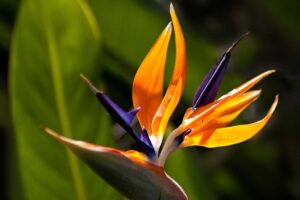 7 plantas mediterraneas perfectas casa