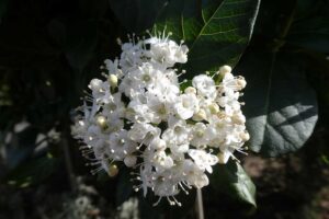 7 plantas vivaces y resistentes al frio