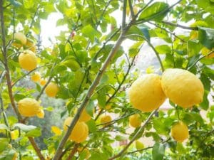 mejores arboles frutales para plantar en tu jardin