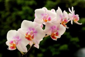 como elegir el mejor abono para orquideas
