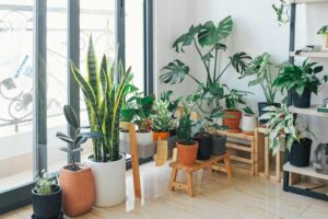 La mejor planta para absorber la humedad