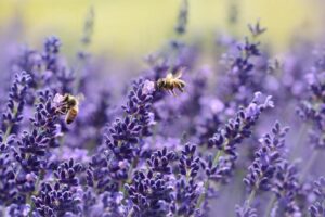 Plantas aromáticas de exterior para todo el año