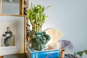 Plantas que atraen dinero y prosperidad en año nuevo