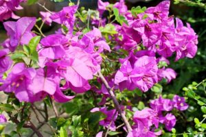 Plantas de exterior resistentes al frío y calor con flores