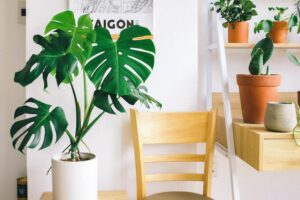 plantas de interior faciles de cuidar