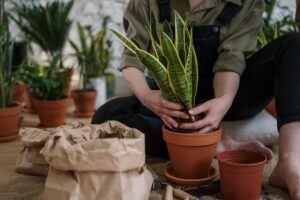 plantas de interior poca luz