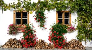 5 plantas trepadoras con flor para el jardín