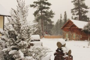 árboles de clima frío y crecimiento rápido