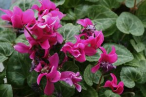 plantas exterior resistentes al frio