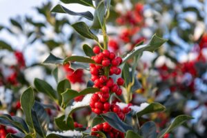 plantas exterior resistentes frio y calor