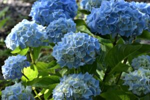 Plantas para exterior de sombra y con poco riego