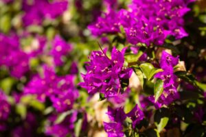 plantas fáciles de cuidar exterior