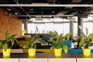 plantas faciles de cuidar interior