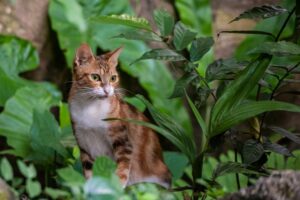 plantas no tóxicas para gatos