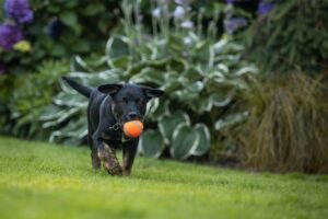 plantas no toxicas para perros